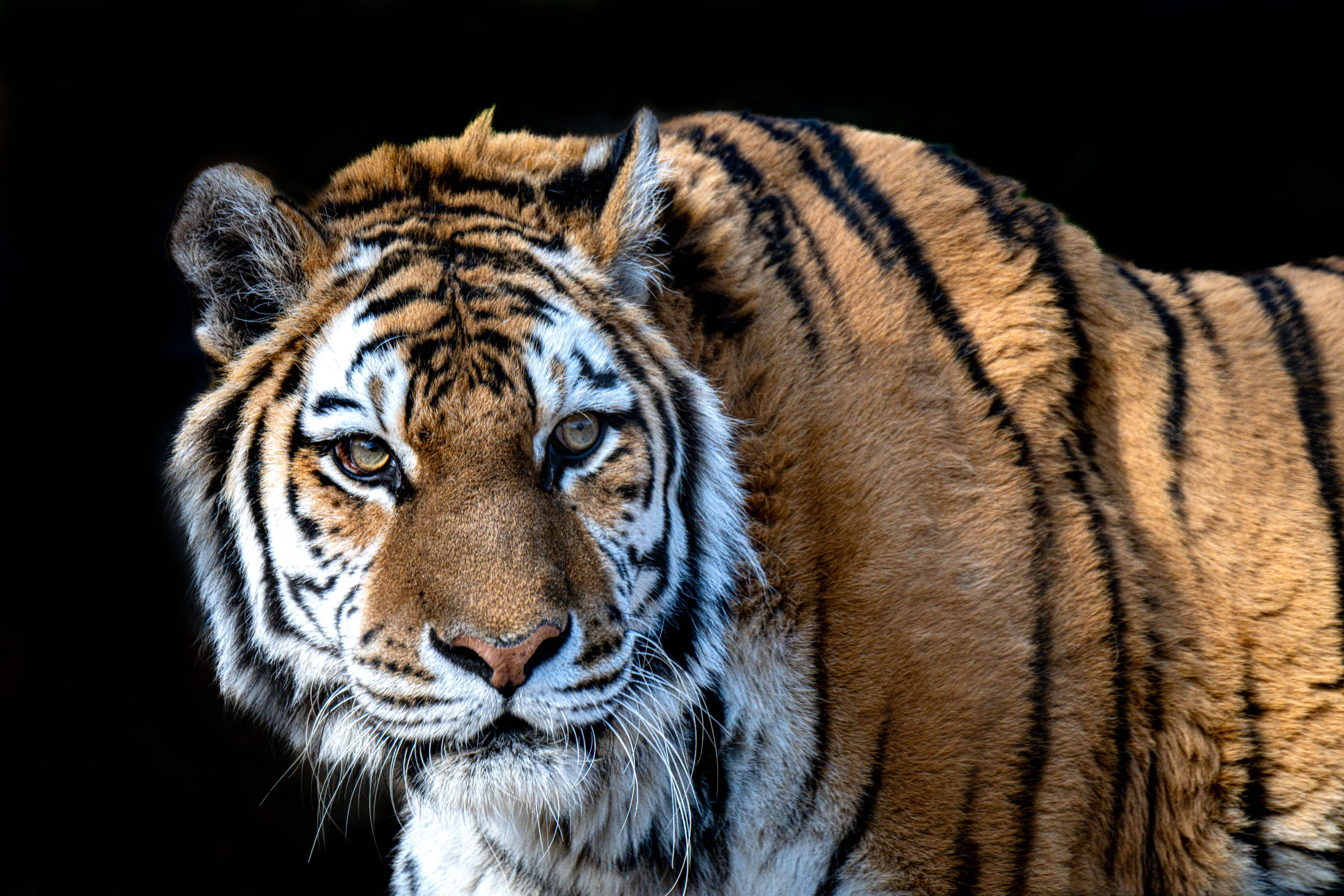 Open Color Level 2 1st Place Tiger Beautiful but Dangerous.jpg